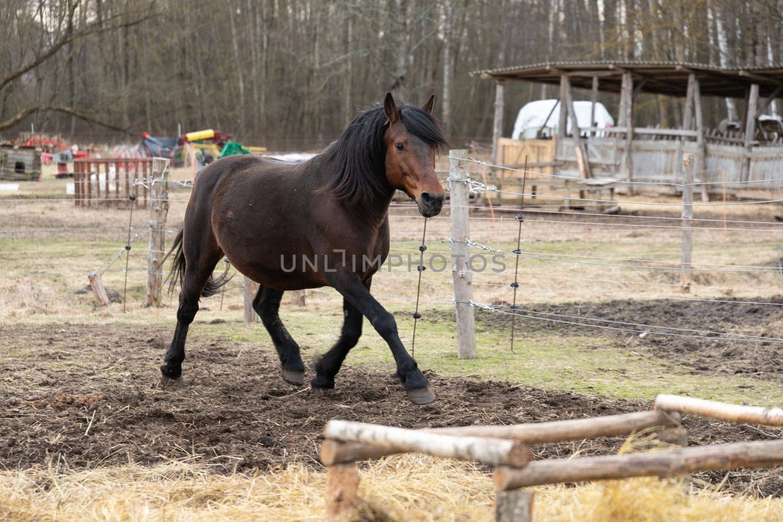 A brown horse with black mane and tail is trotting inside a fenced area. The horses hooves are gracefully hitting the ground as it moves in a rhythmic motion.