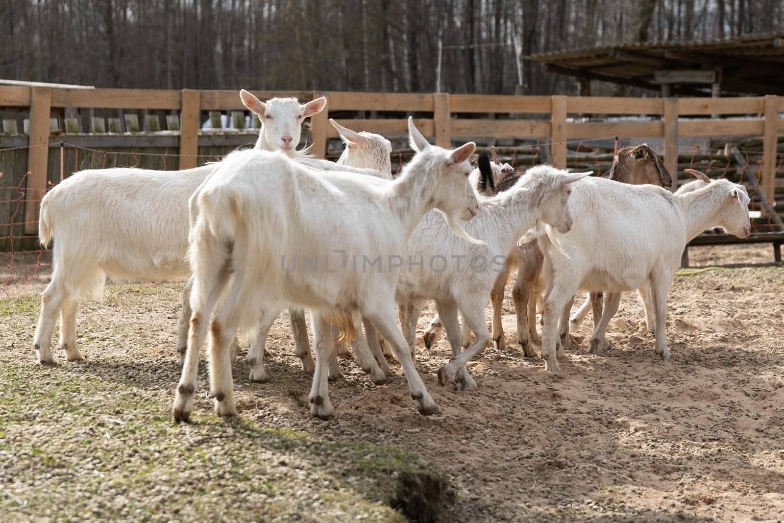 A large group of white goats are gathered closely together, standing in a row. They are all facing the same direction, with some looking towards the camera. The goats appear calm and docile as they stand side by side, showcasing their strong herd instincts.