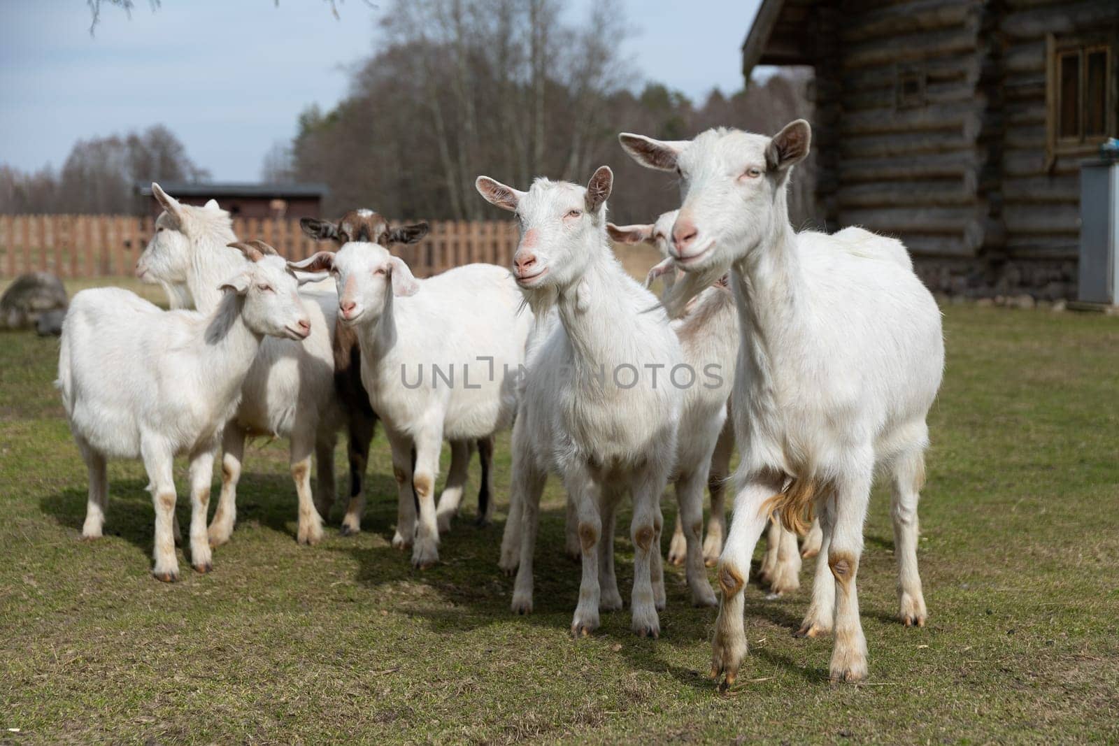 A group of white goats congregated on a lush green field, their hooves pressed against the soft grass. The goats are looking around, some nibbling on the grass, others simply observing their surroundings.
