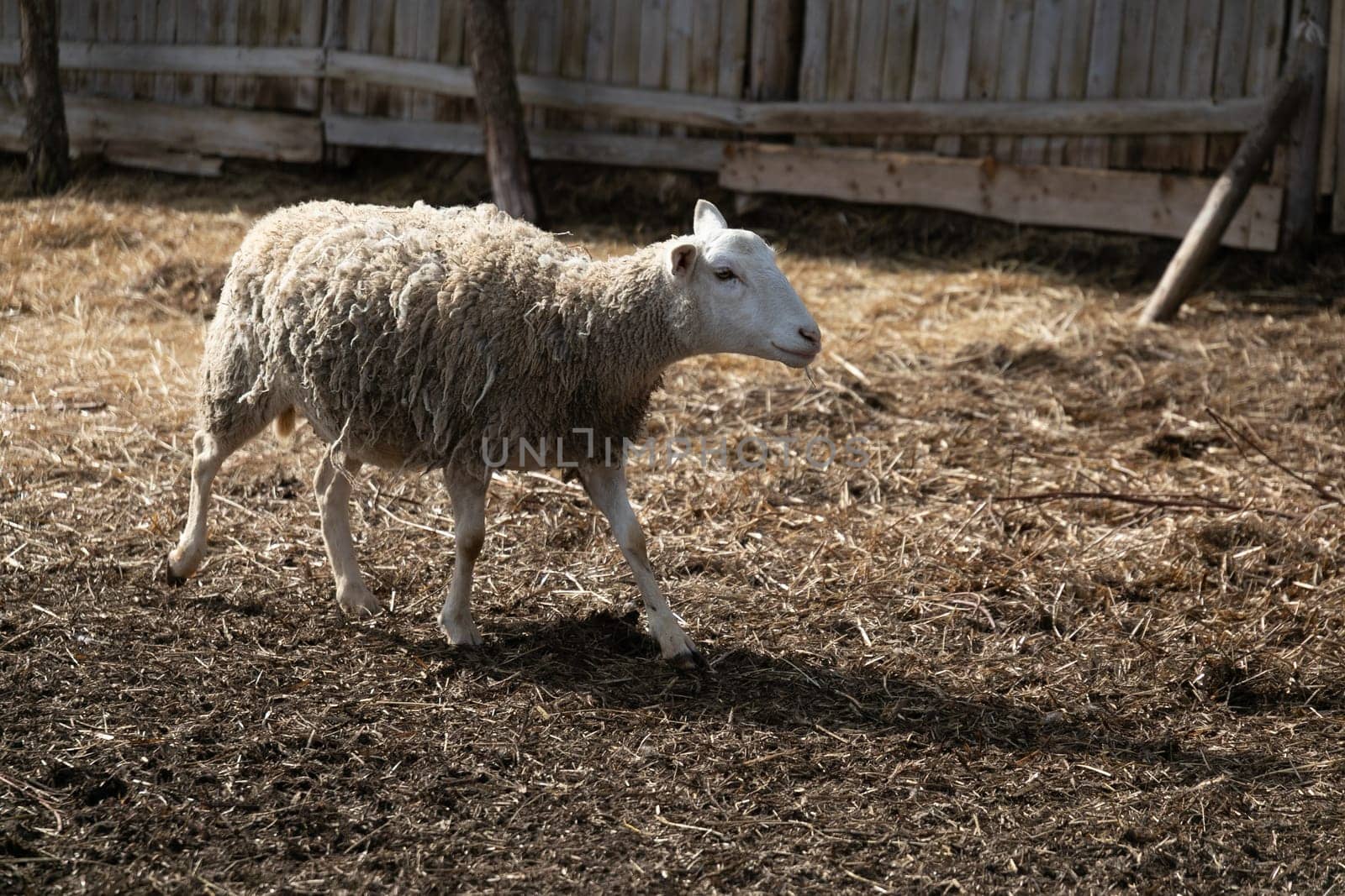 A sheep is casually walking within a fenced area. The surroundings are secure, and the sheep appears to be moving confidently on its own. The interaction between the animal and its environment is the central focus of the scene.