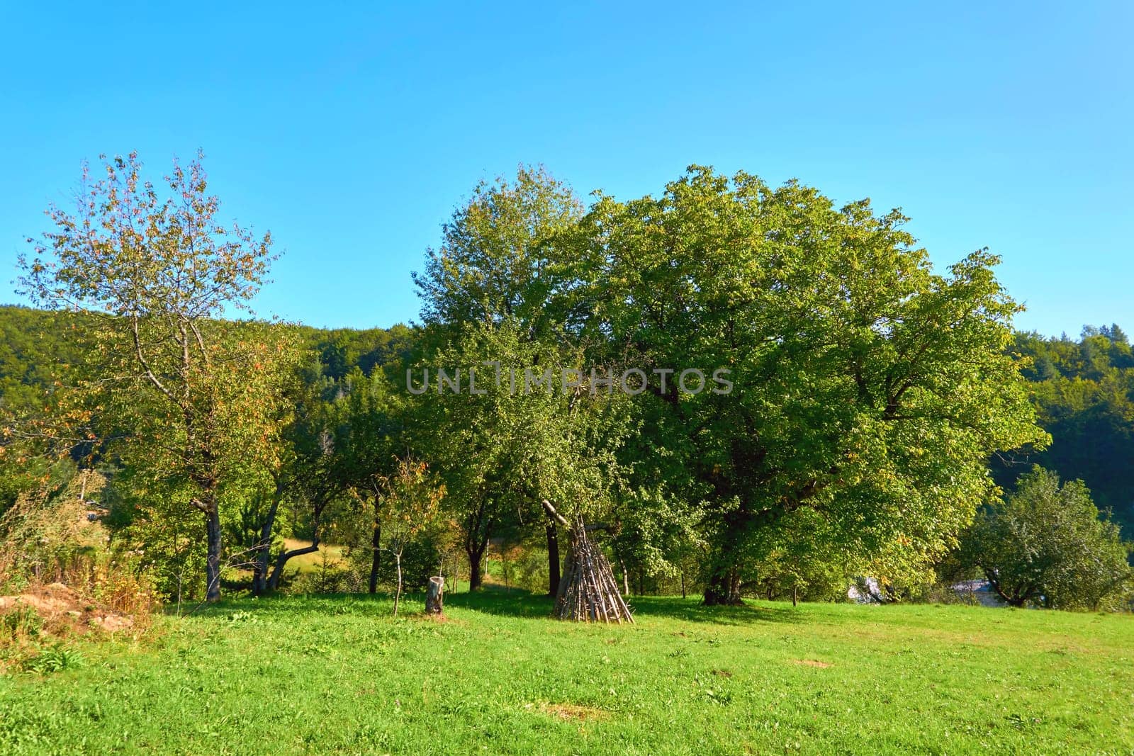 Rural landscape.Trees, green grass meadow, pasture by jovani68