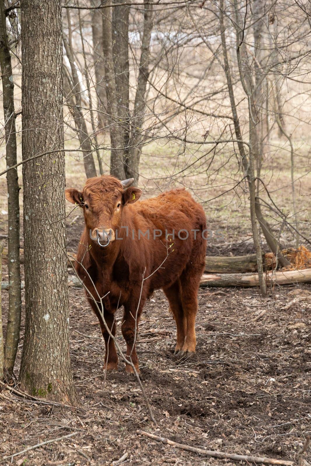 Brown Cow Standing Next to Tree in Forest by TRMK