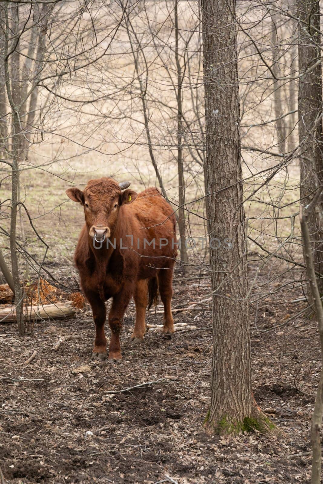 Brown Cow Standing in Middle of Forest by TRMK