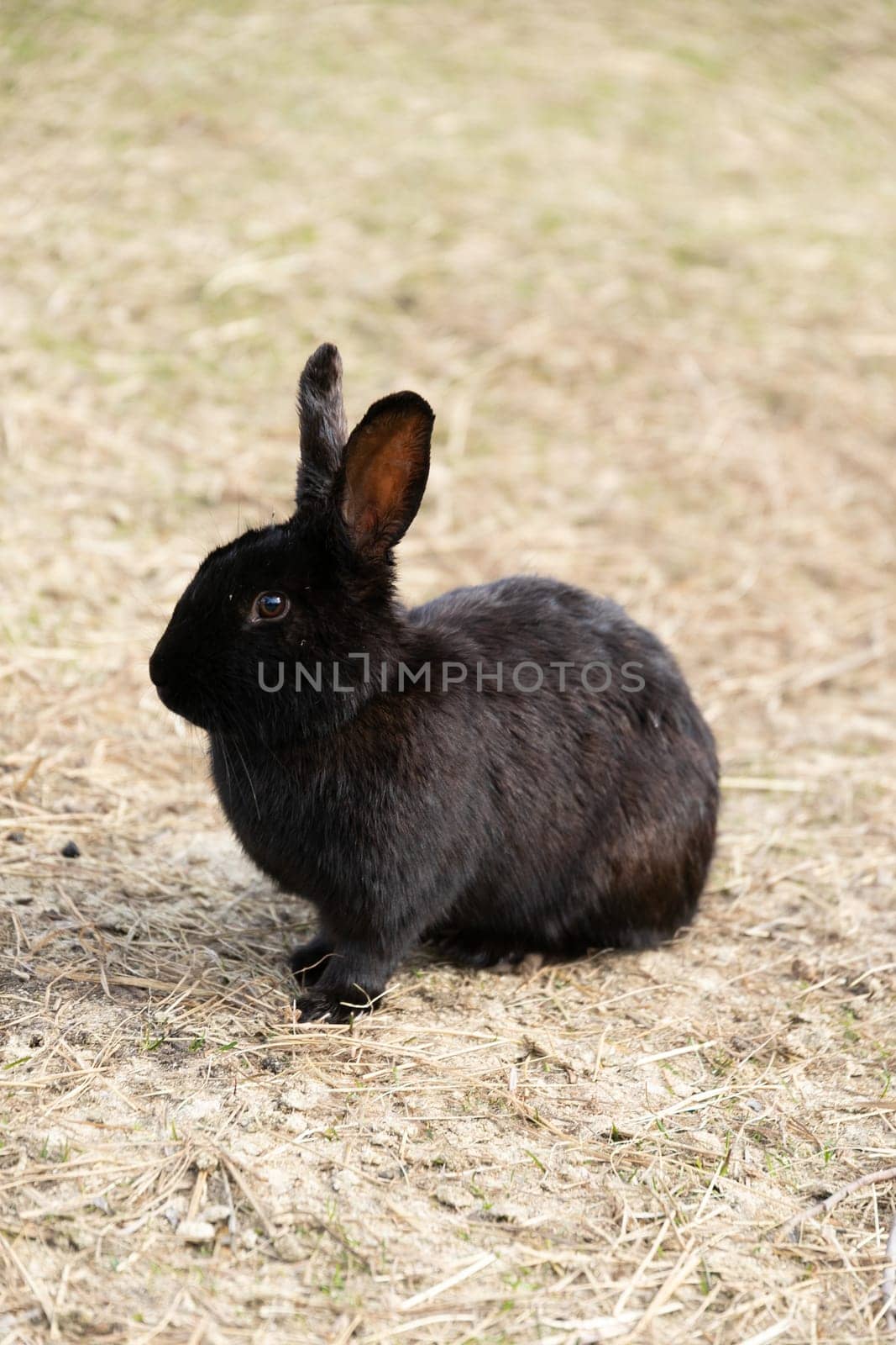 Black Rabbit Sitting on Dry Grass Field by TRMK