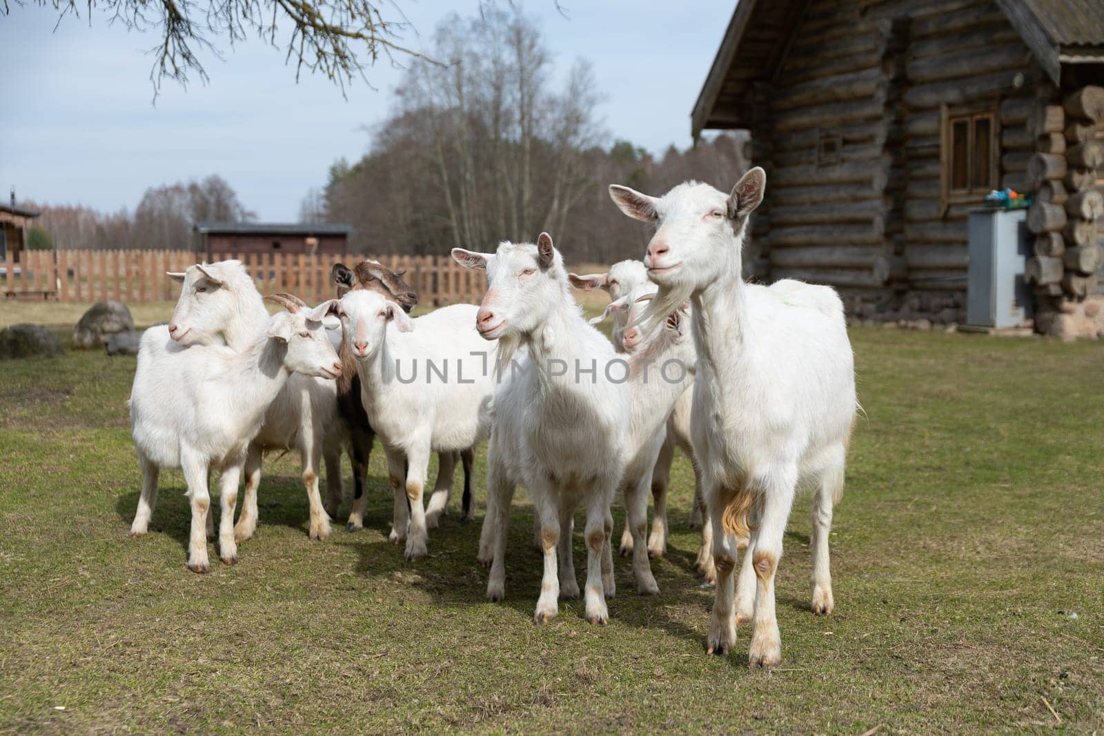 A group of sheep, including lambs and ewes, are standing and grazing on top of a vibrant green field. The animals are scattered across the grassy landscape, leisurely munching on the lush vegetation.