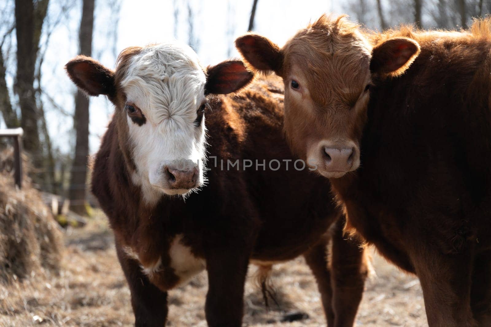 Two cows of a brown and white coloration are seen standing side by side in a grassy field. The cows are calmly facing the same direction, exuding a sense of togetherness and companionship.