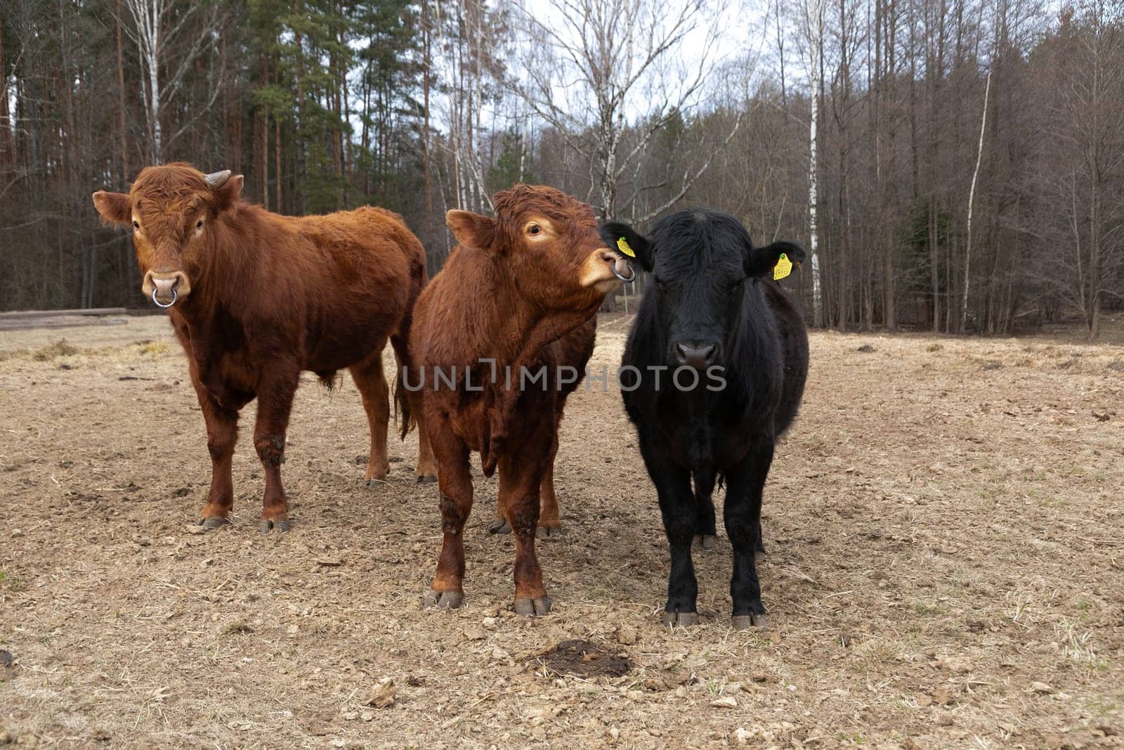 Three Cows Standing in a Field With Trees by TRMK