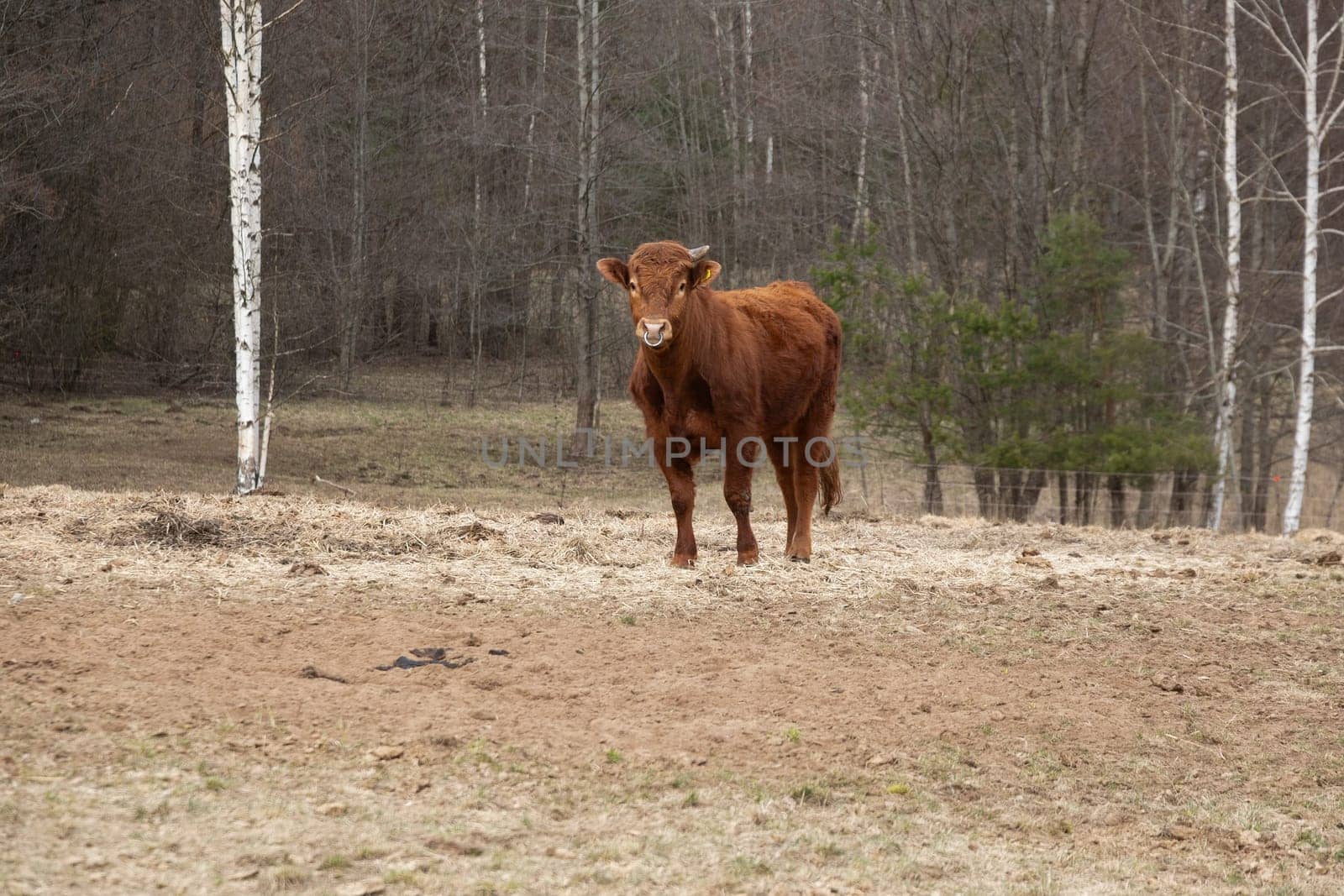 A brown cow standing amidst tall trees and green foliage in the heart of a dense forest. The cow appears alert and focused, blending with its natural surroundings.