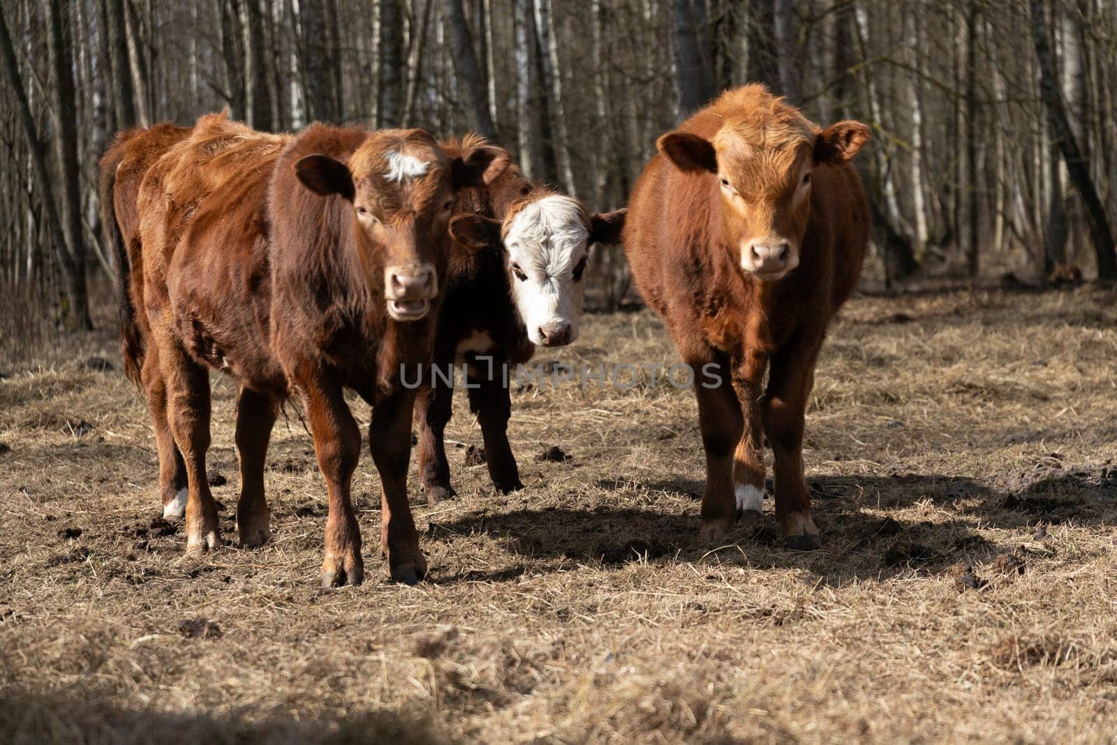 Group of Cows Walking Through Forest by TRMK