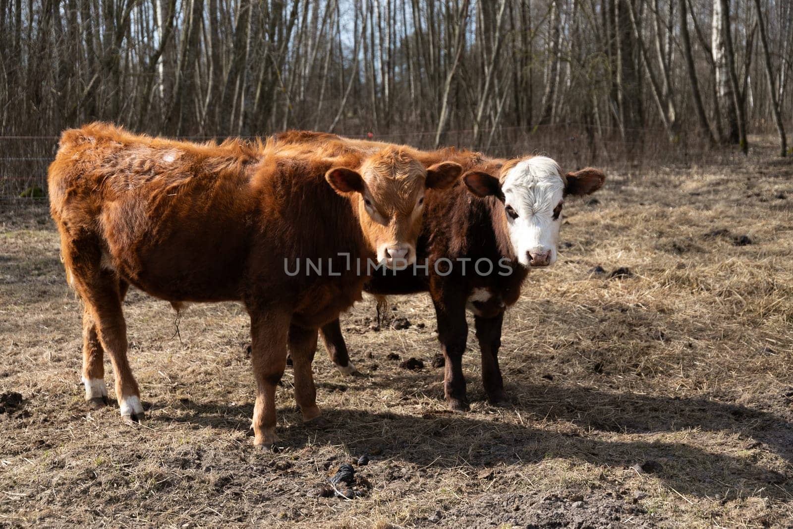 In the image, two cows are standing on top of a dry grass field. The cows are calmly eating and roaming around the parched landscape, surrounded by patches of brown grass.