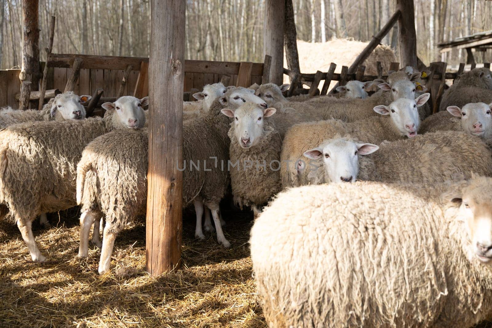 A group of sheep gathered closely together, standing side by side in a field. The sheep are calmly looking around, their woolly coats blending into a soft, white mass.