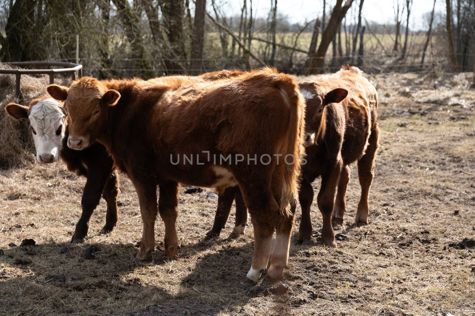 A group of cows are seen standing on top of a dry grass field. The cows are grazing and moving about in the field, surrounded by patches of brown grass under a clear sky.