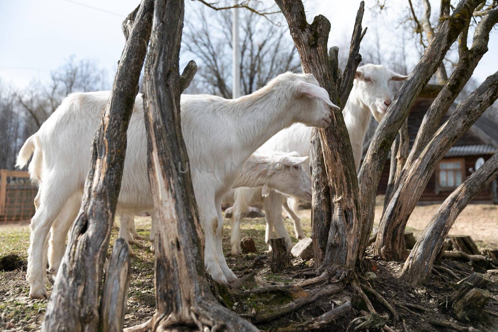 A cluster of white goats stands side by side in a grassy field. These animals are lined up next to each other, looking curiously at their surroundings and occasionally grazing on the lush green grass beneath their hooves.