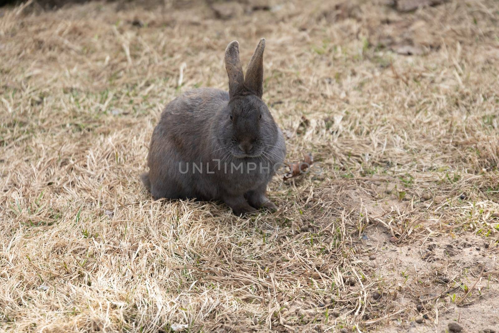 A gray rabbit is perched on top of a dry grass field. The rabbit is calmly sitting, blending in with the muted tones of the surroundings.