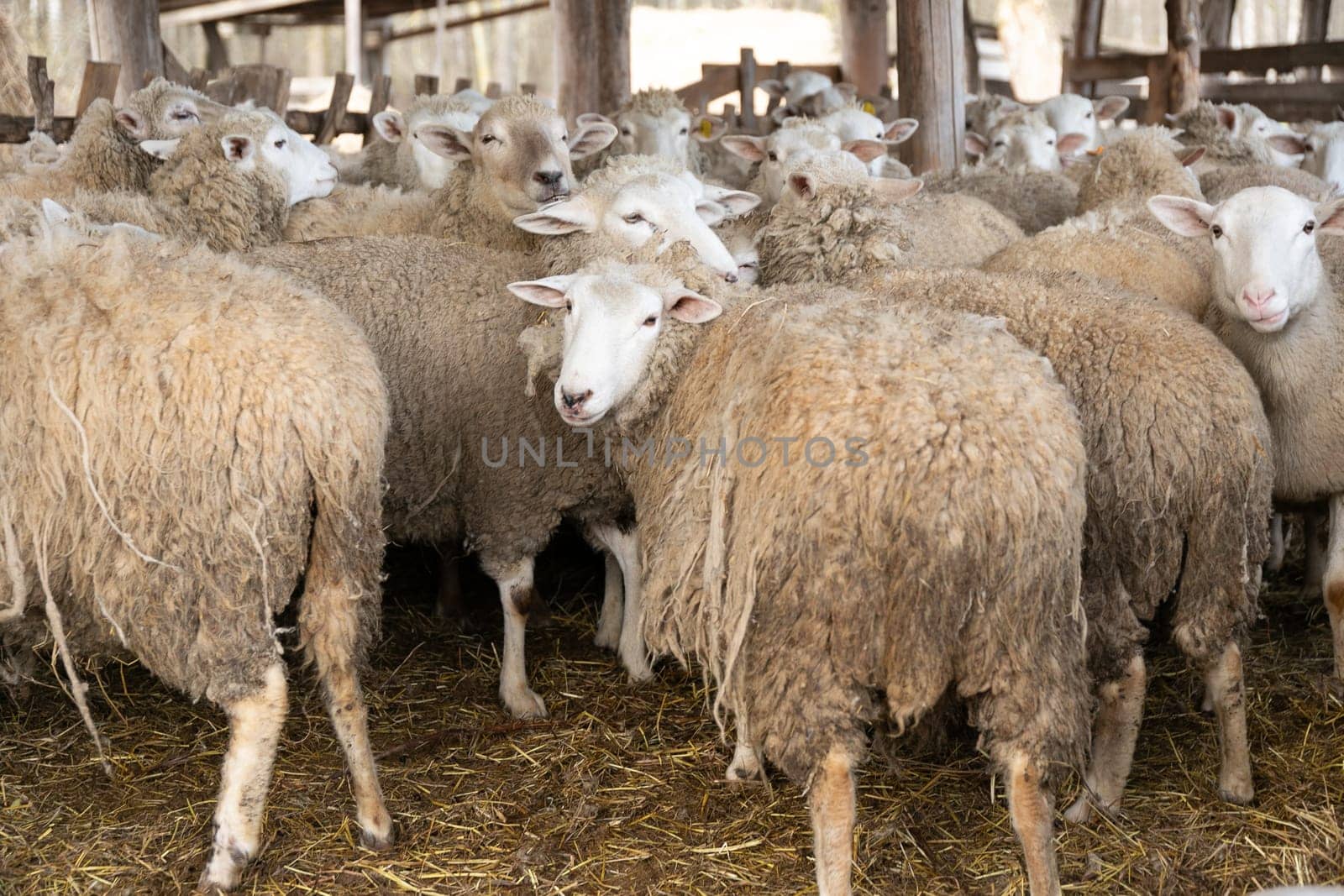 A group of sheep stands closely packed next to each other in a field, their fluffy wool blending together. The sheep appear calm and content as they graze and interact with each other, showcasing a sense of unity and community.