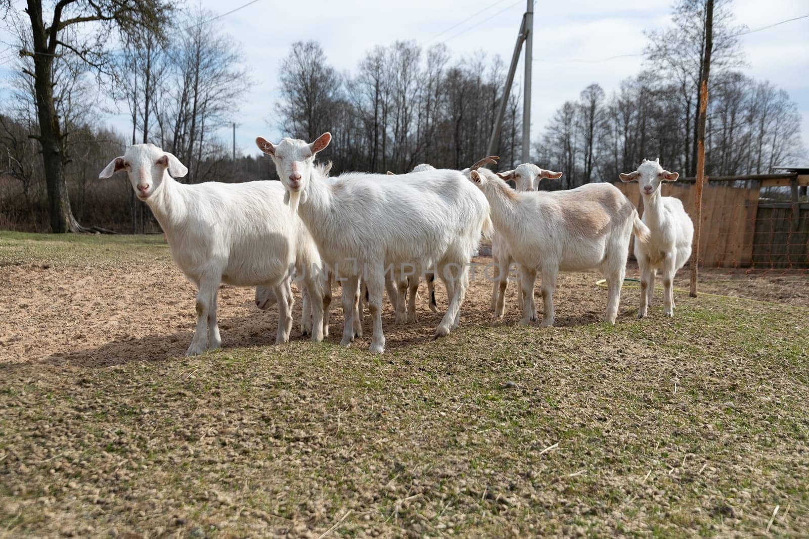 A group of goats of various colors and sizes standing closely together in a grassy field. The goats are all looking in different directions, while some are grazing on the grass.