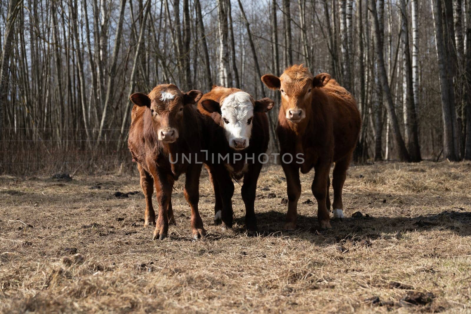 Three cows are standing in a grassy field, with trees in the background. The cows are calmly grazing and observing their surroundings under the clear sky.