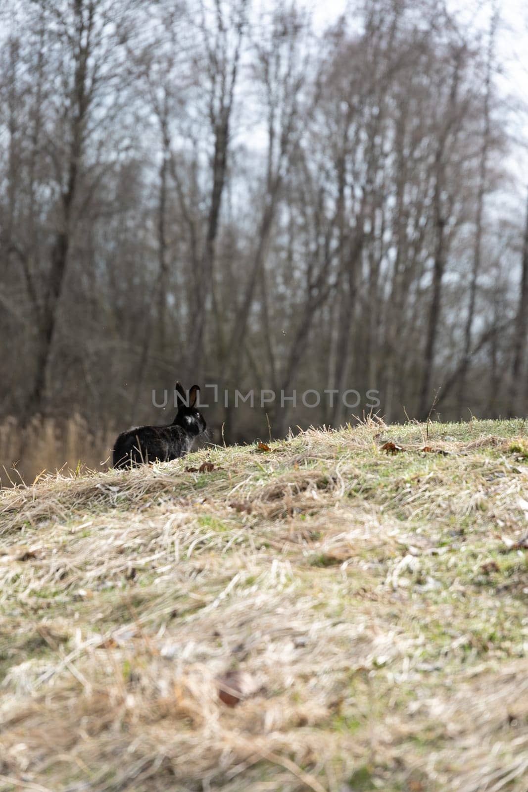 Dog Sitting on Hill in Woods by TRMK