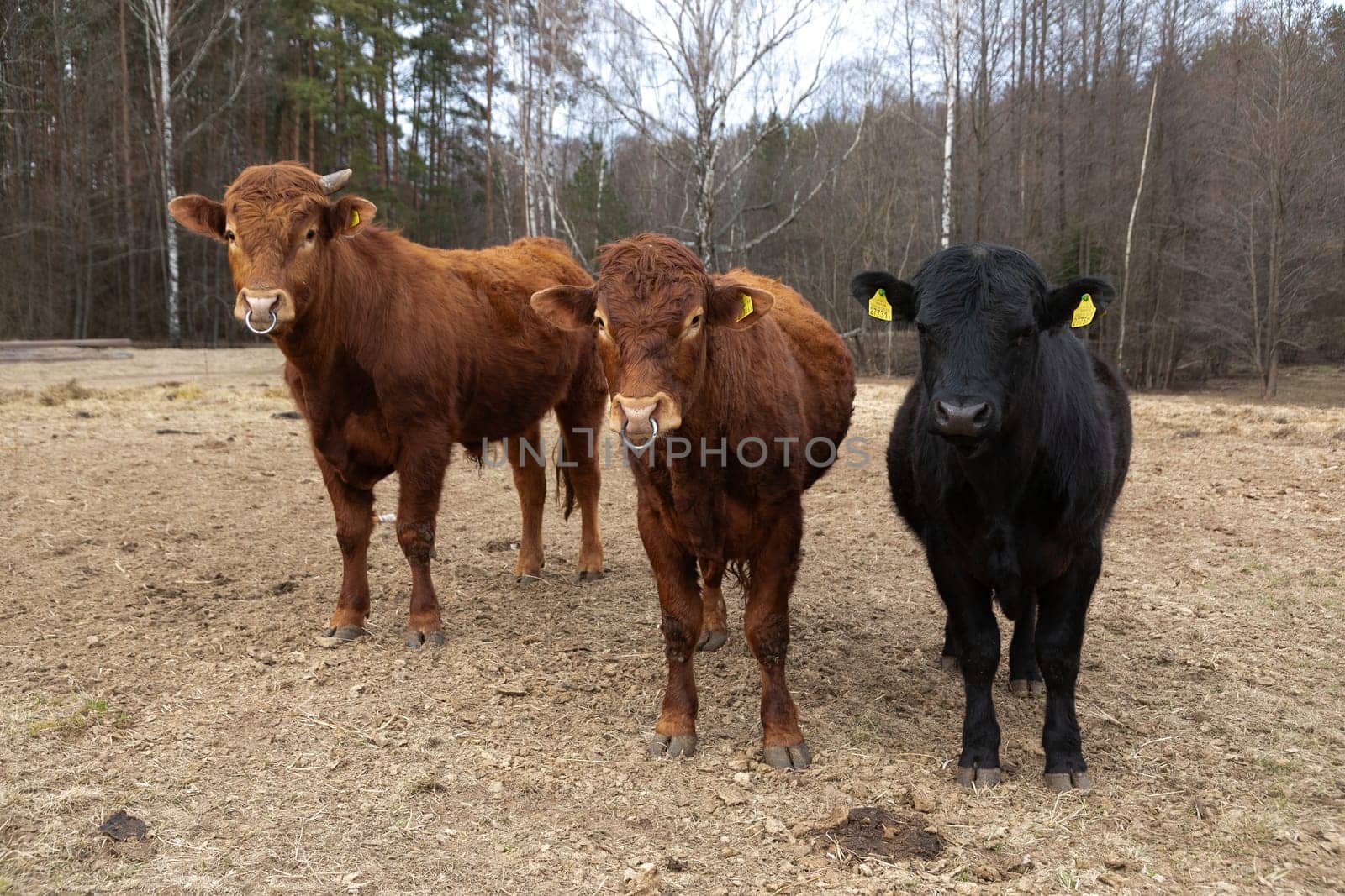 Three Cows Grazing in Field With Trees by TRMK