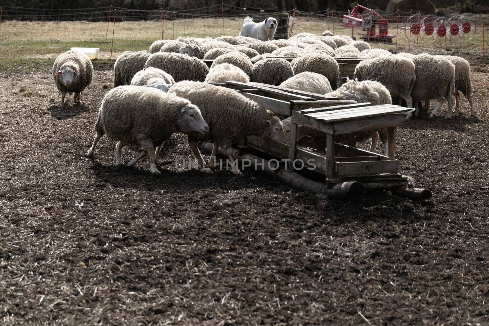 Herd of Sheep Standing on Top of a Dirt Field by TRMK