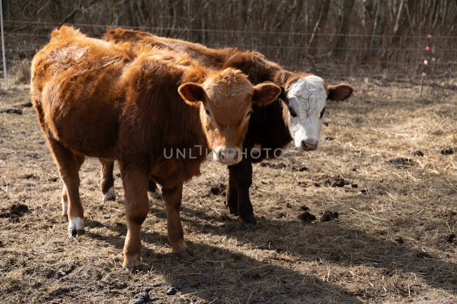 Two cows are standing on top of a dry grass field. The cows are calmly grazing on the withered grass under the clear sky.