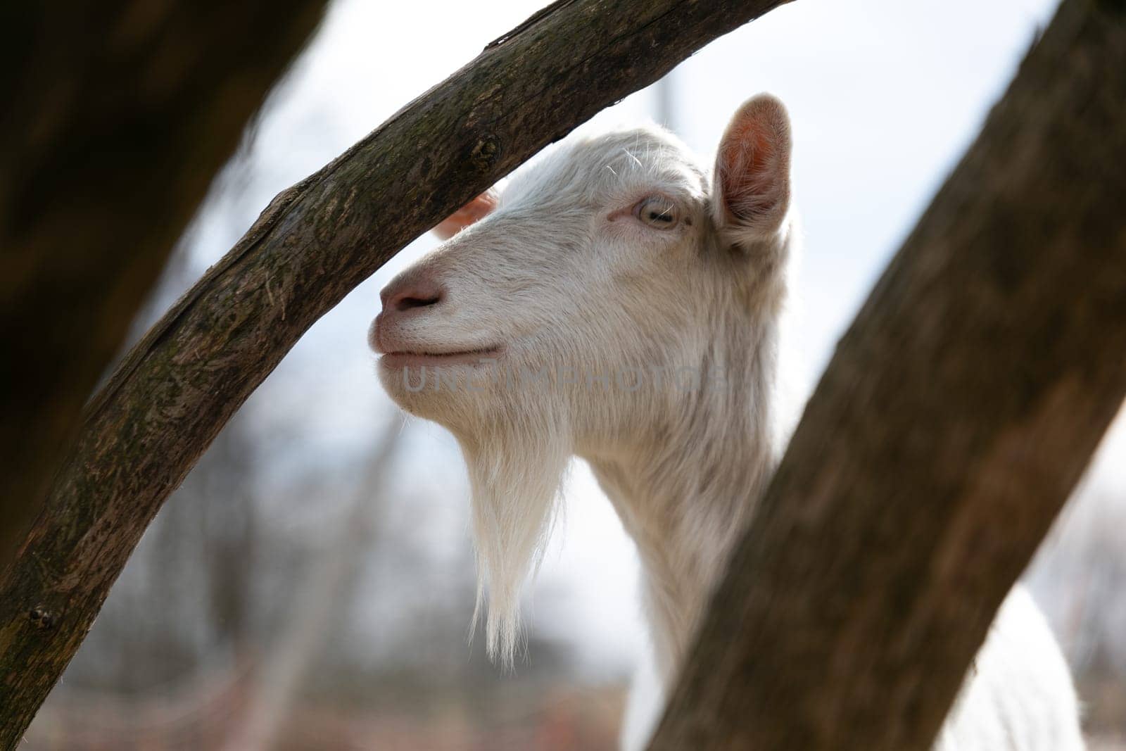 A close-up view of a goat standing behind a tree, partially obscured by the foliage. The goats fur is a mixture of white and brown, and its horn is visible.