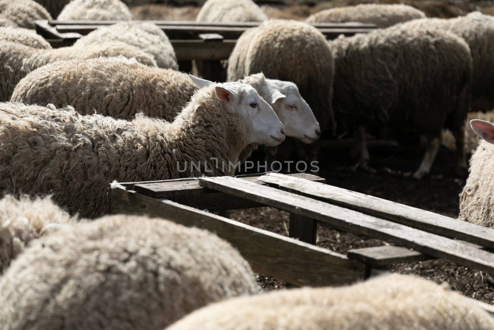 A group of sheep gathered together, standing closely alongside one another in a field. The sheep are facing the same direction, possibly grazing or resting. The herd exhibits unity and cohesion as they huddle together.