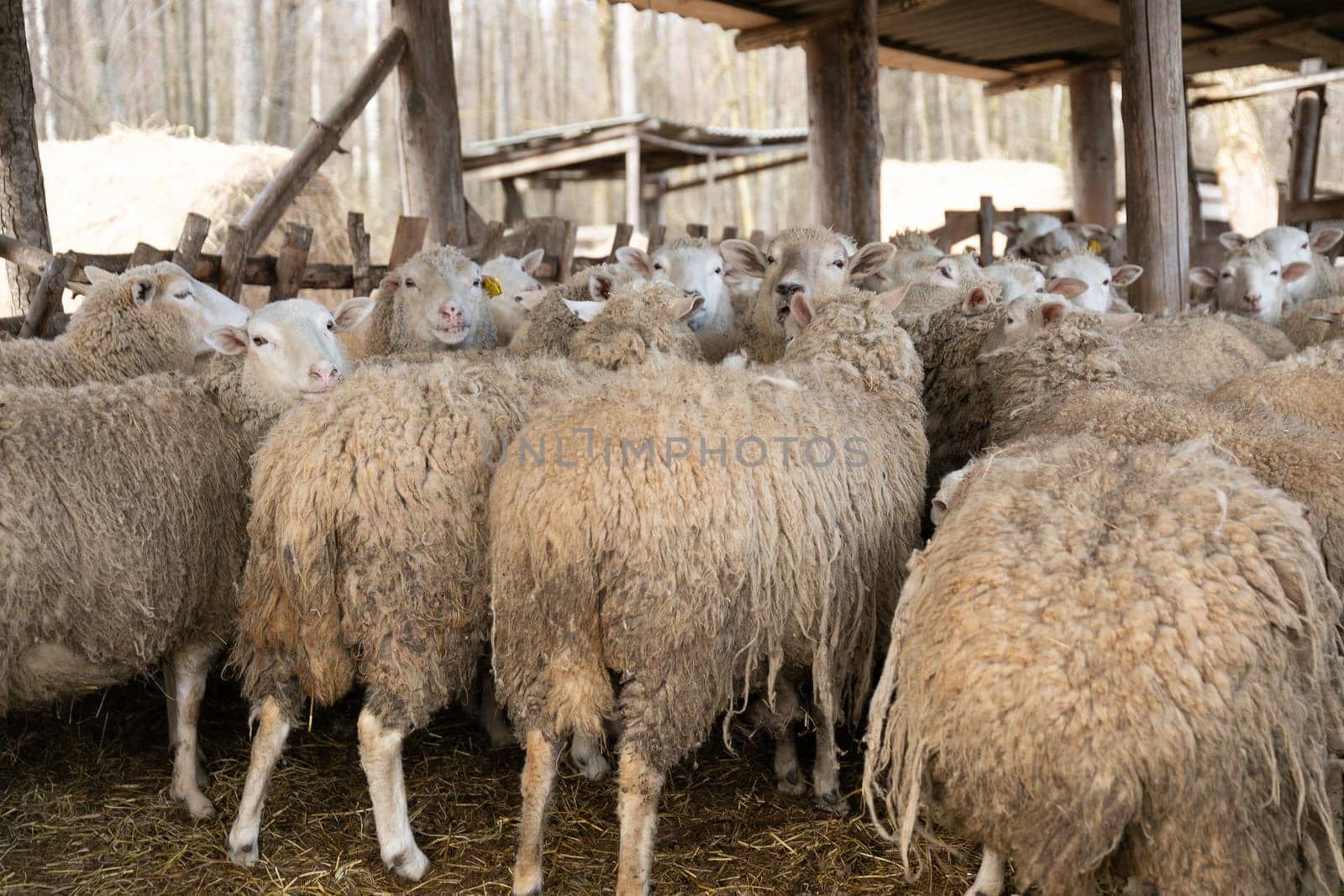 A group of sheep are clustered closely together, standing side by side in a field. The sheep are white and fluffy, with some grazing while others look around. The herd appears calm and unified in their positioning.
