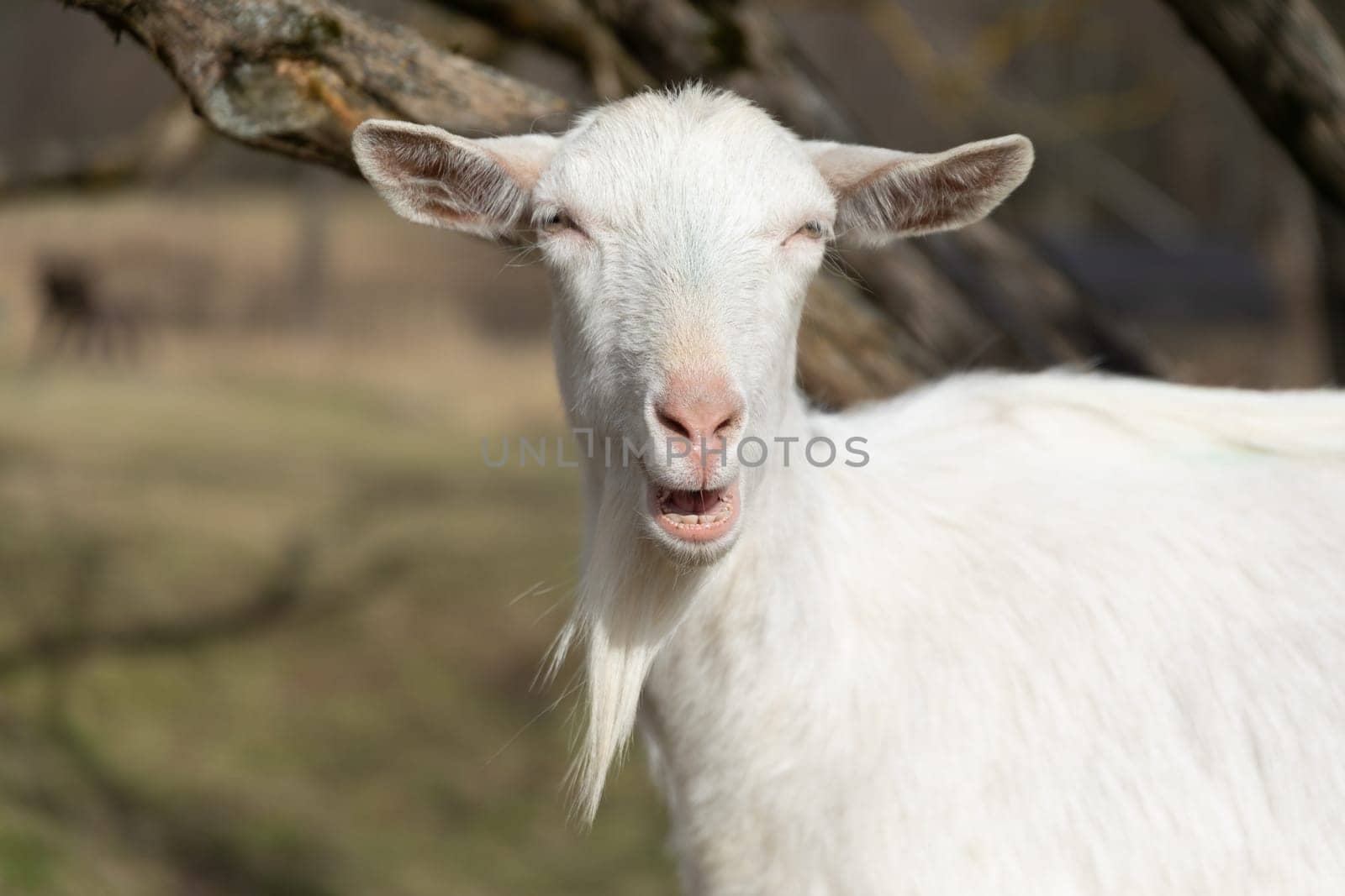 A close-up view of a goat standing next to a tree, munching on leaves and grass on the ground. The goats fur is brown and white, and its horns are visible.