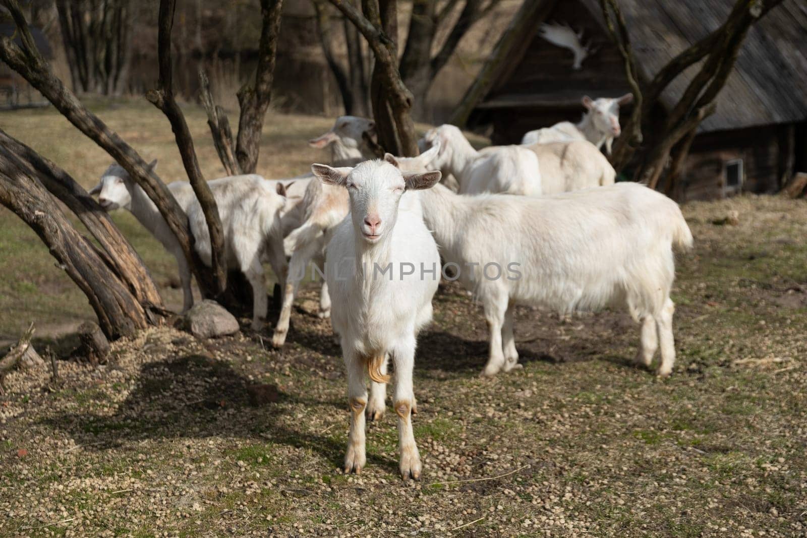 A group of sheep is standing together on a lush, green field covered in grass. The sheeps white and black woolen coats stand out against the vibrant greenery of the pasture.