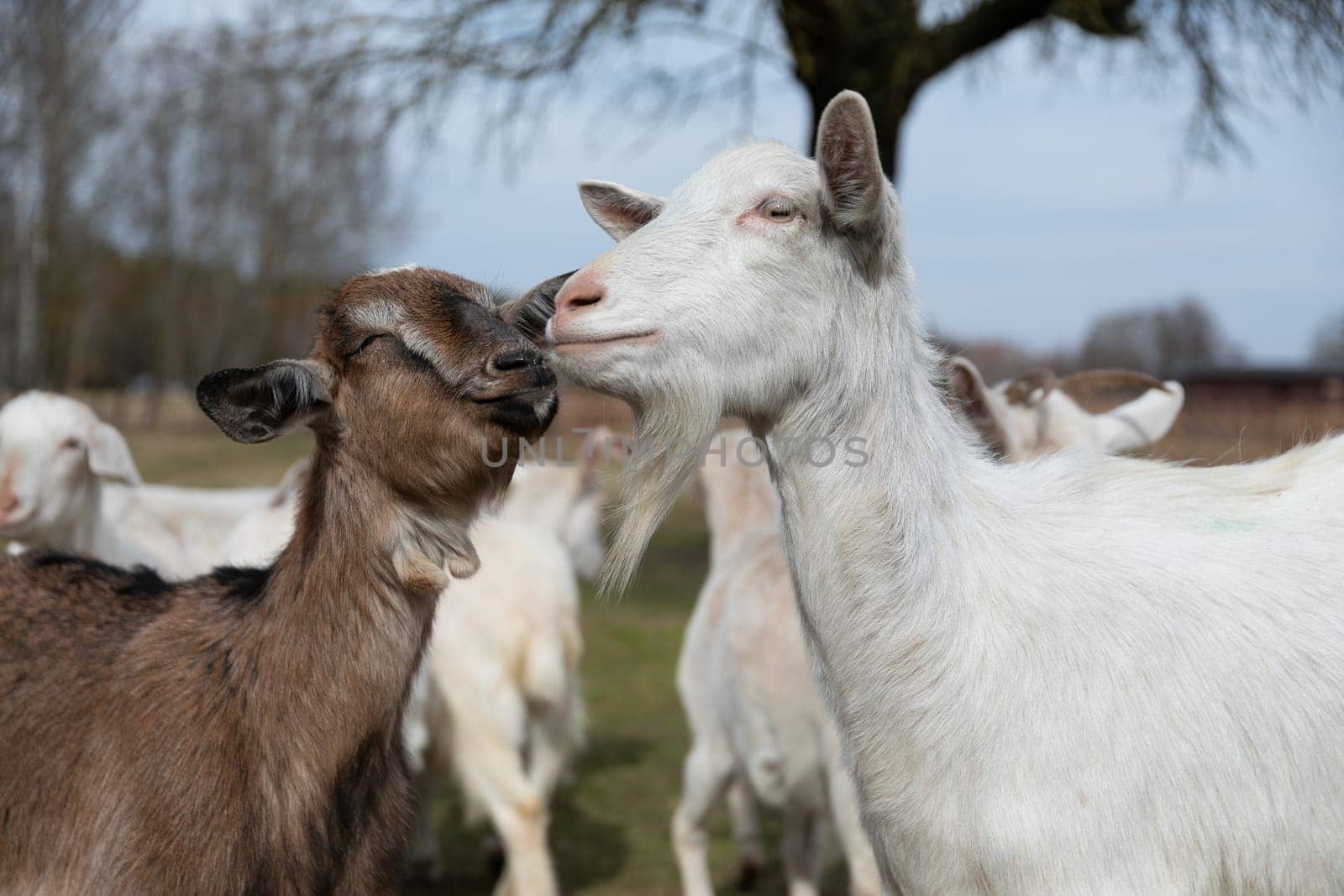 A couple of goats are seen standing in a grassy field. The goats appear alert and are calmly looking around their surroundings. The grass is green and lush, providing a serene backdrop for the goats.