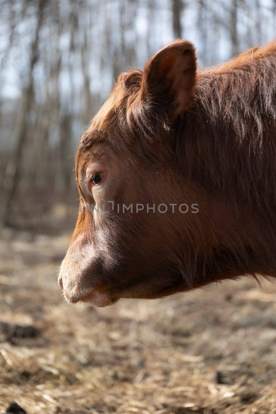 Brown Cow Standing in Field Next to Forest by TRMK