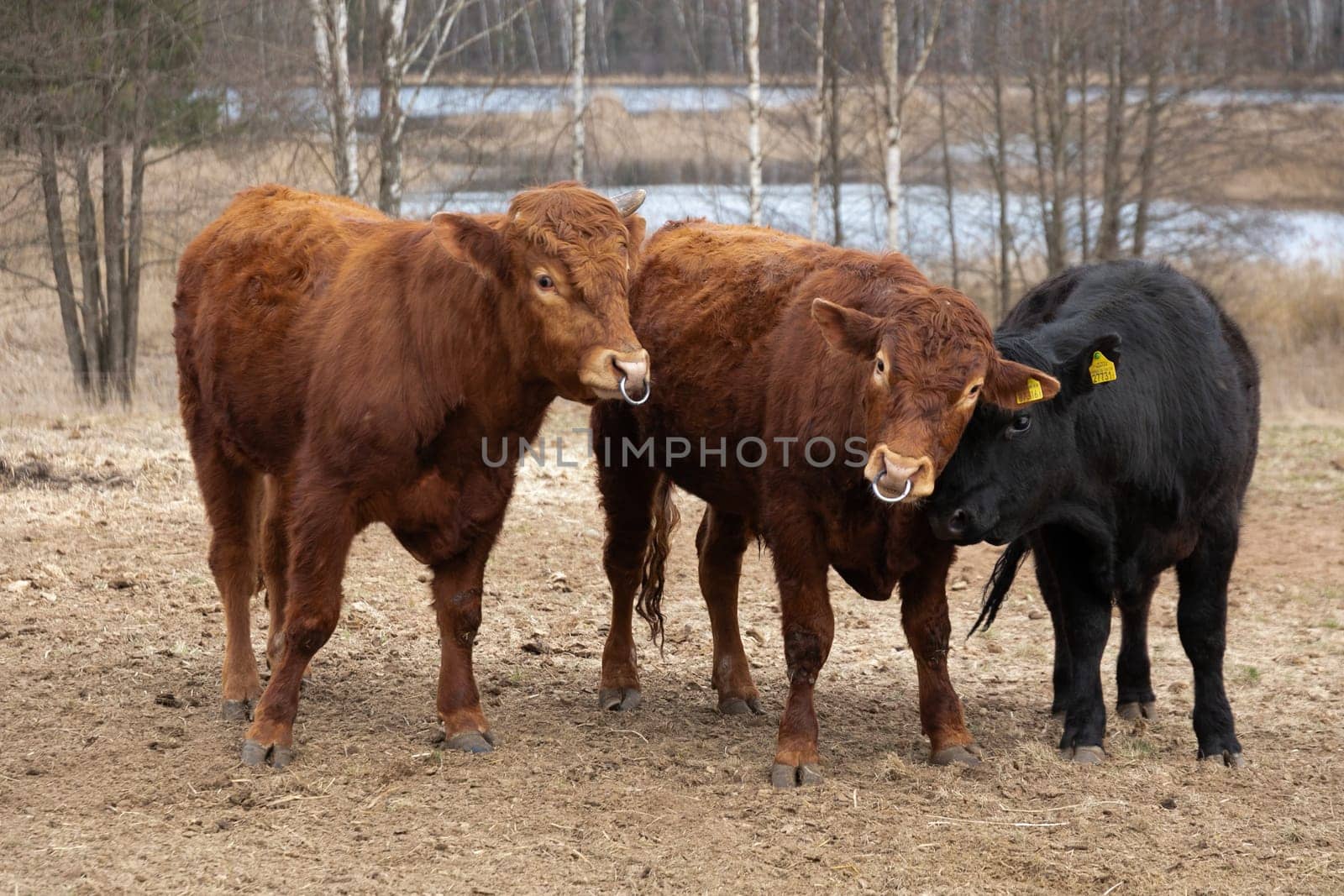 Group of Cows Standing in Field by TRMK