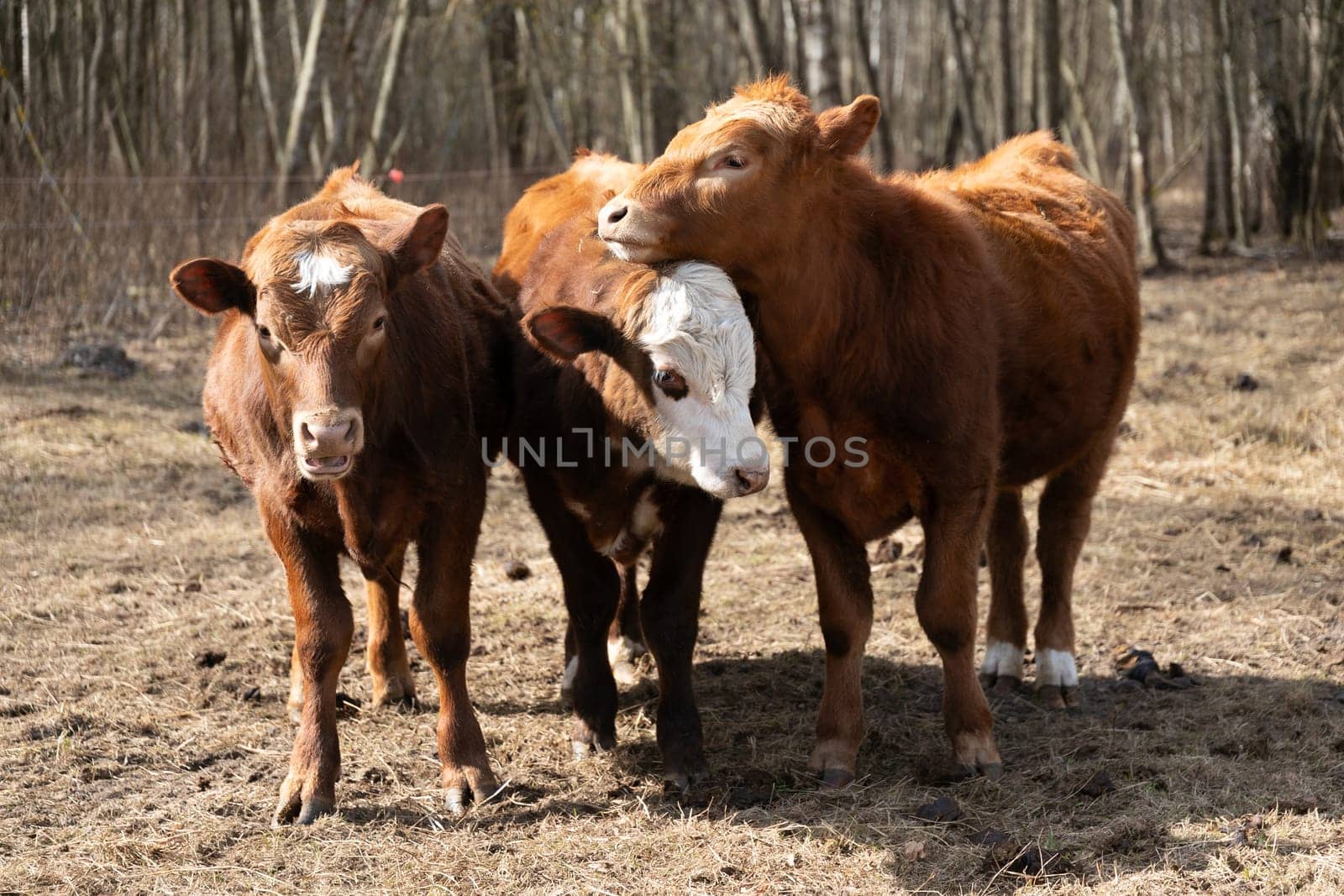 Group of Cows Standing in Field by TRMK