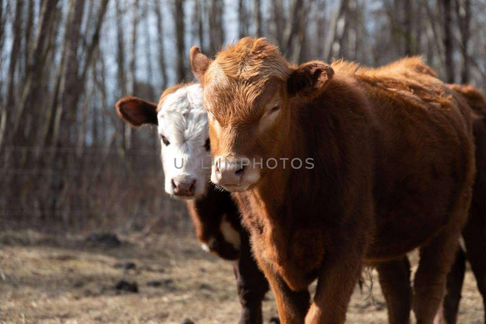 Two brown cows are standing next to each other in a field. They are looking around and grazing on the grass under the clear sky.