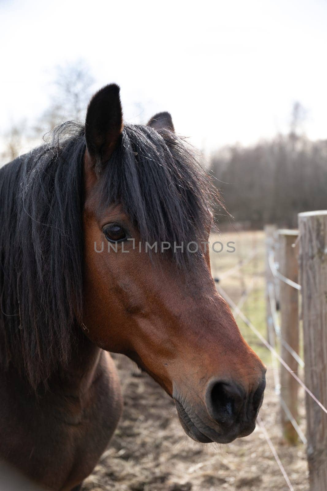 A brown horse is standing still next to a sturdy wooden fence in a grassy field on a sunny day. The horses mane is flowing in the gentle breeze as it gazes off into the distance.