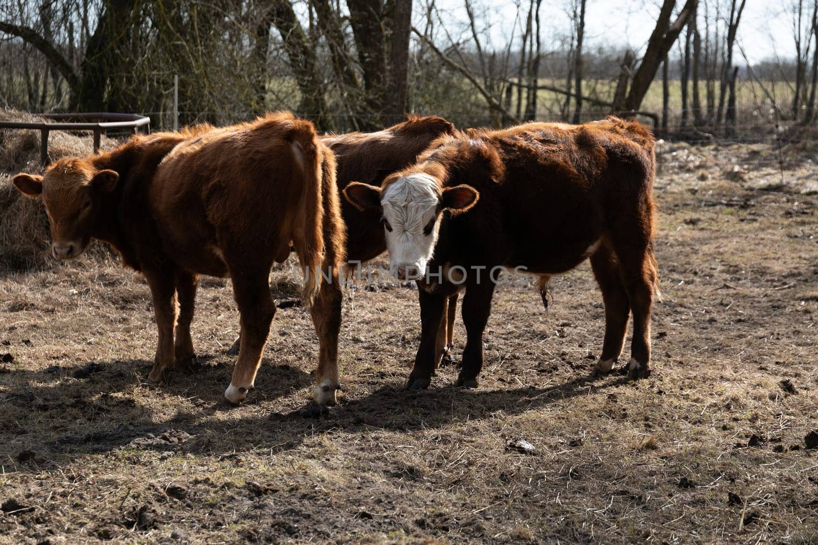 Two brown cows are standing on top of a dry grass field. The cows are grazing and moving around in the open field under the clear sky.