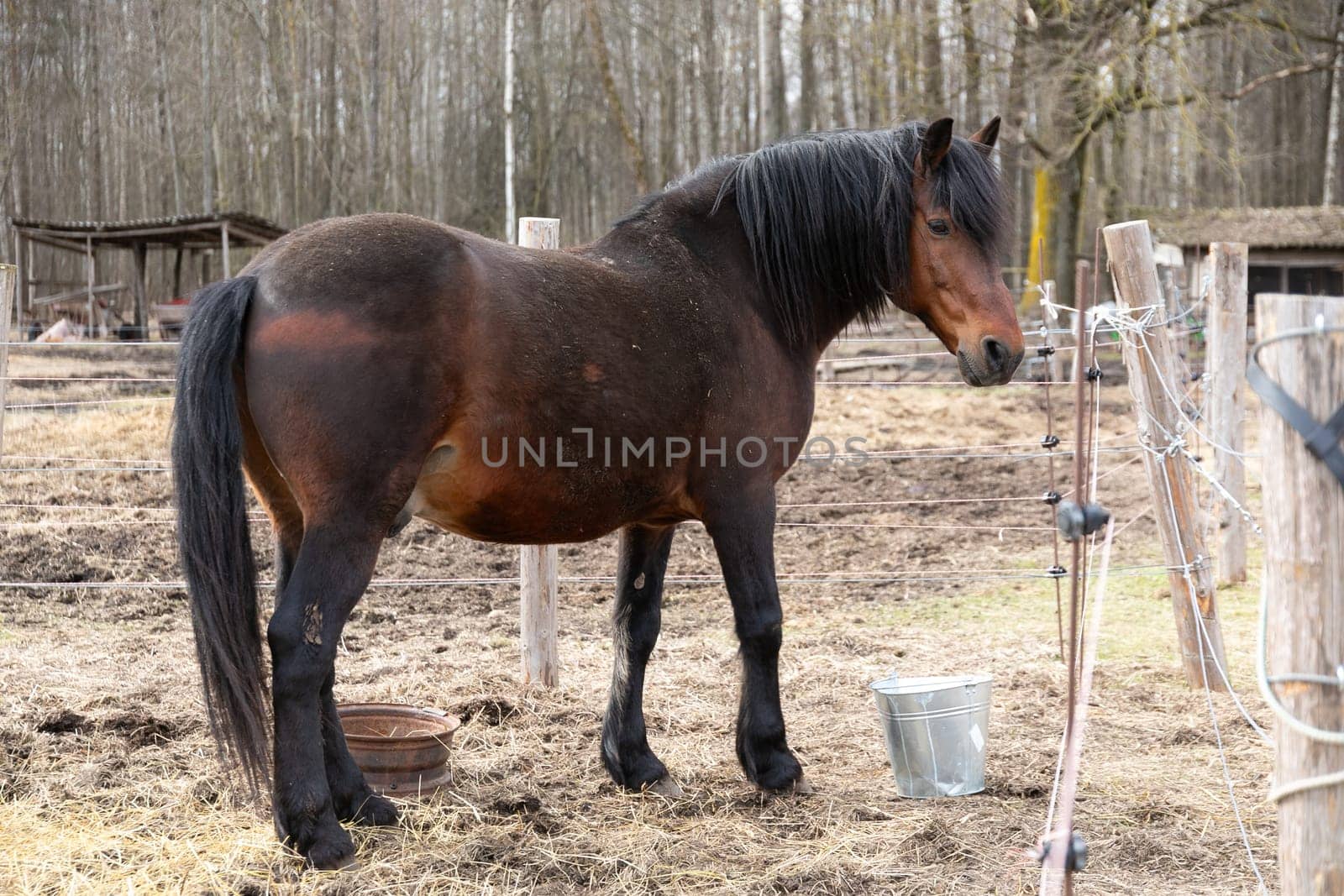 A brown horse is depicted standing next to a sturdy wooden fence in a grassy field. The horse appears calm and alert, its ears pricked forward. The wooden fence is weathered and shows signs of wear.