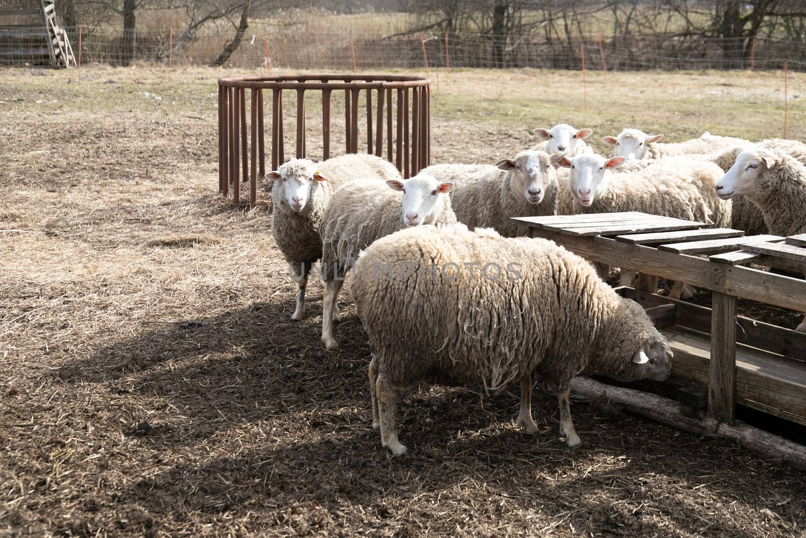 Herd of Sheep Standing on Top of Dry Grass Field by TRMK