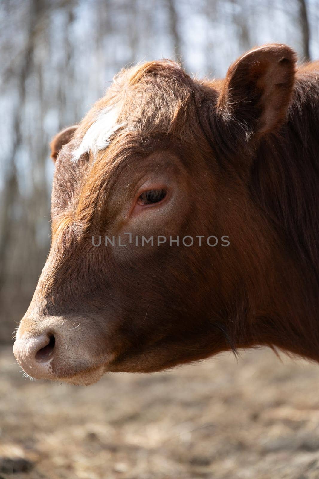 A brown cow standing on top of a dry grass field under the sun. The cow appears calm and peaceful, looking around the vast open space.