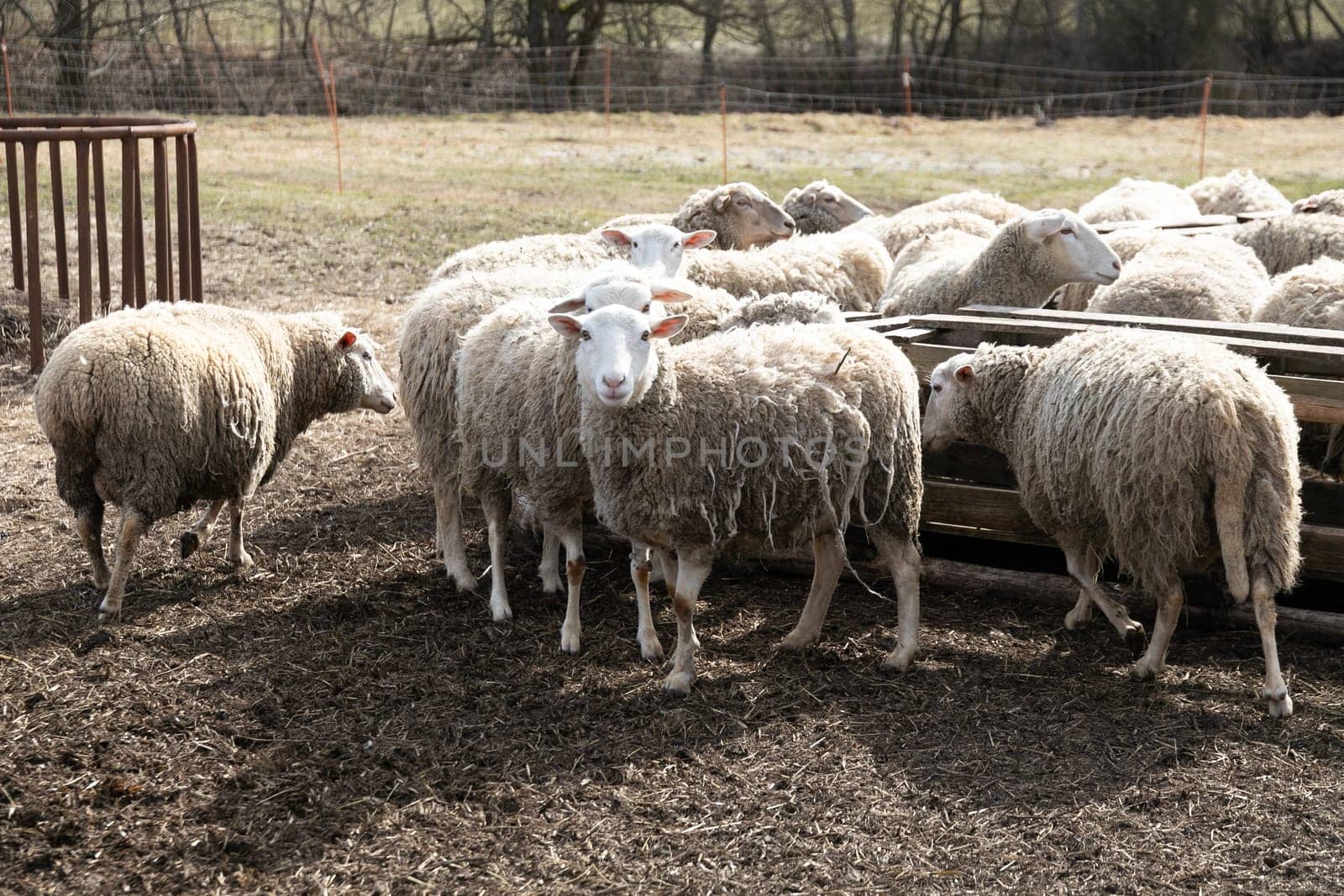 A herd of sheep is gathered on top of a dry grass field. The sheep are standing still, grazing on the sparse vegetation. The scene depicts a typical day in the life of these animals as they forage for food in their natural habitat.
