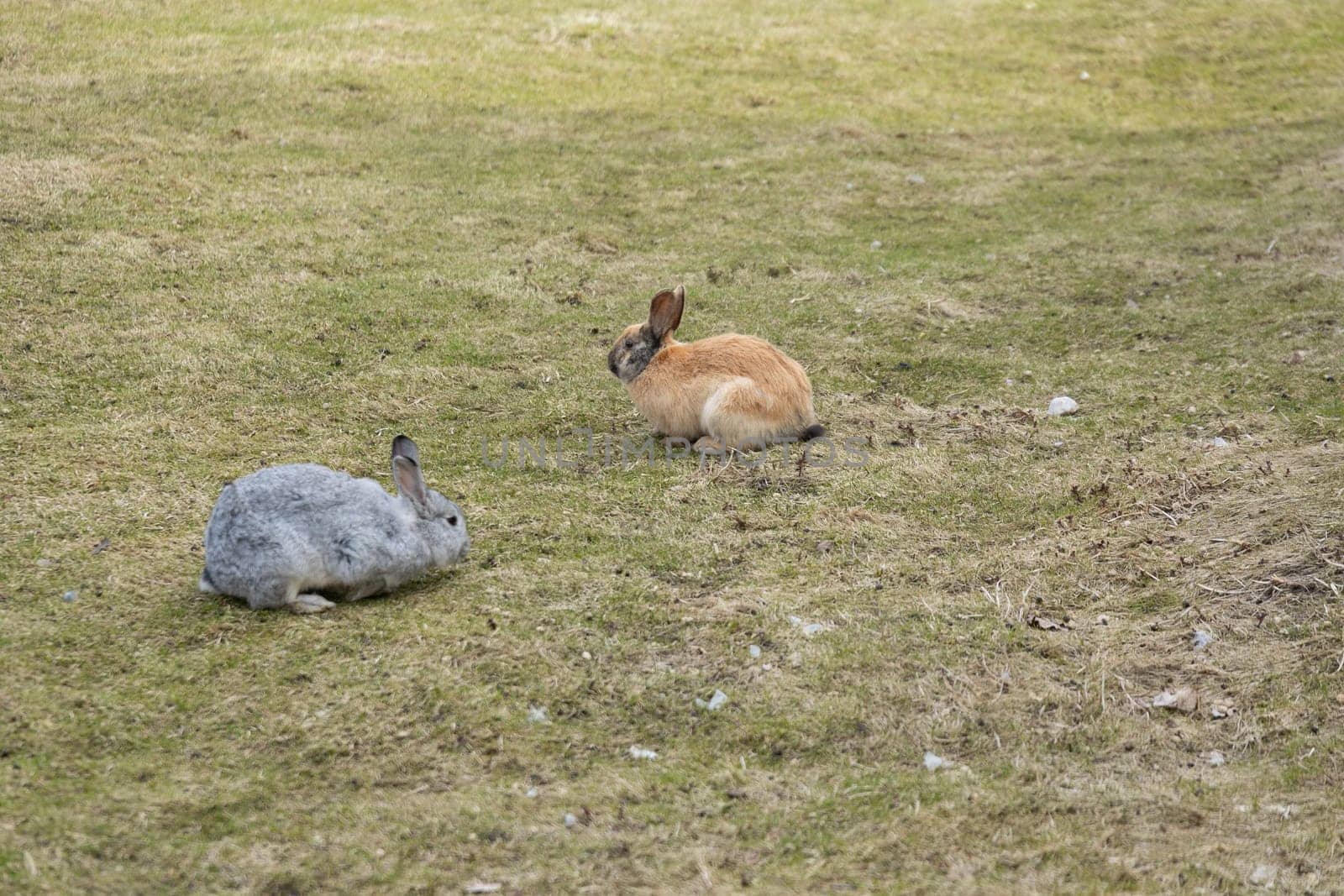 Two rabbits can be seen perched atop a lush field covered in green grass. The rabbits are calmly sitting, their ears perked up, enjoying the peaceful surrounding nature.