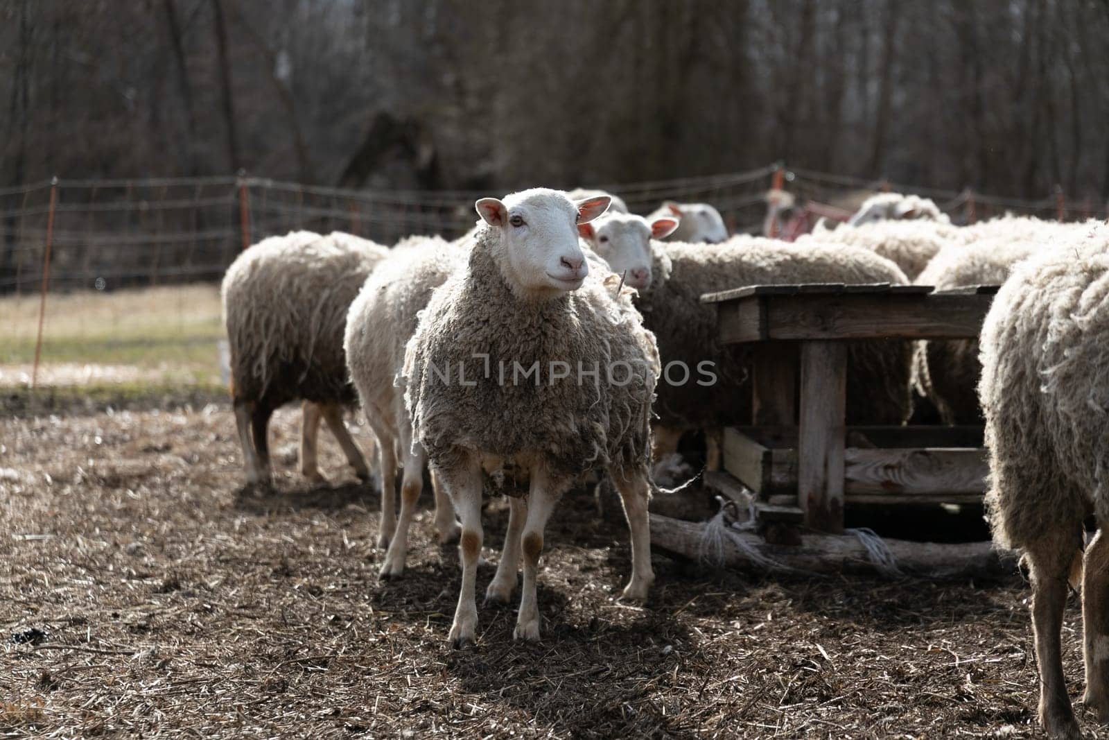 A group of sheep gathered on a barren grass field, all standing still and looking around. The dry grass under their hooves adds a rustic feel to the scene.