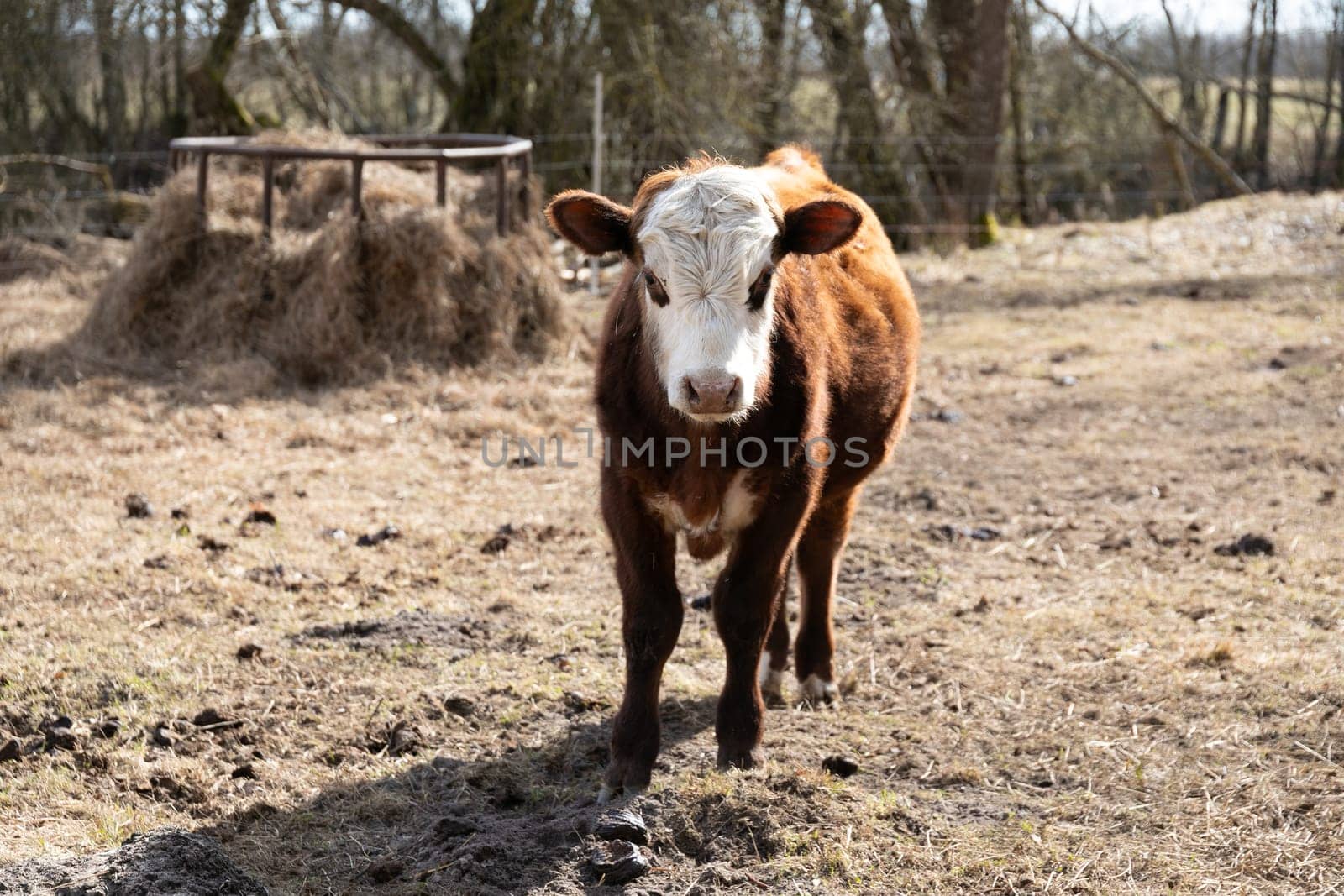 Brown and White Cow Standing on Dry Grass Field by TRMK