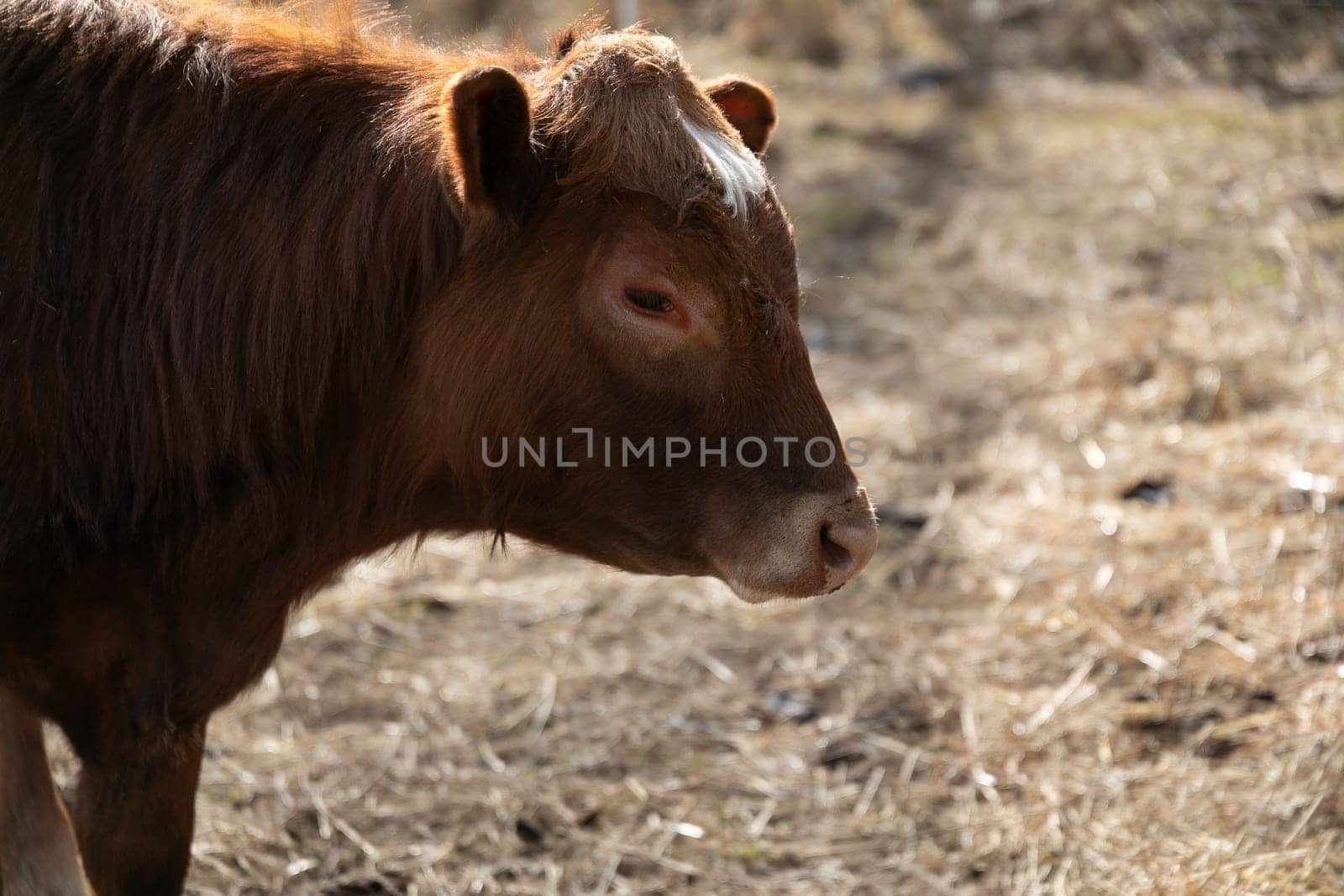 A brown cow is standing on top of a dry grass field. The cow appears to be grazing on the golden, parched grass in the field.