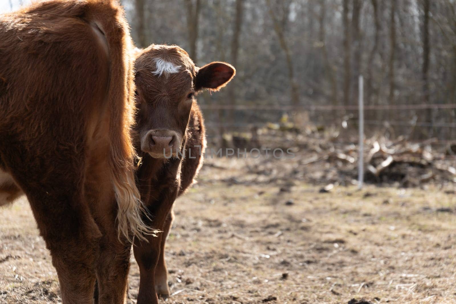 A brown cow is standing on top of a vast dirt field, looking around its surroundings. The sun shines down on the rugged landscape as the cow grazes peacefully.