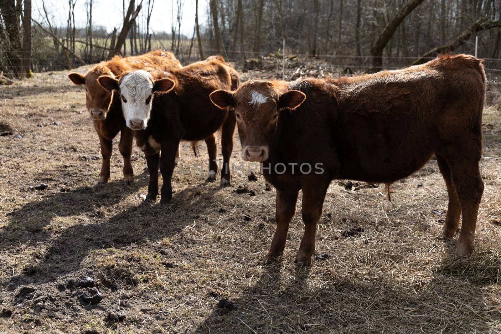 Several brown cows are standing together on a dry grass field. The cows are grazing and looking around the field under the clear sky.
