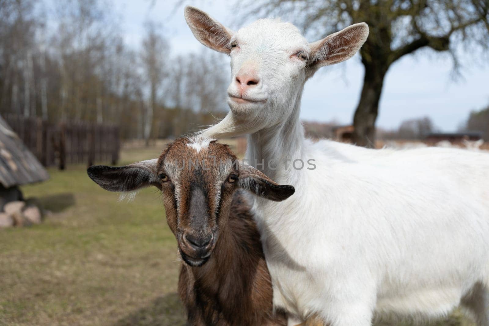 Two Goats Standing Together in a Field by TRMK