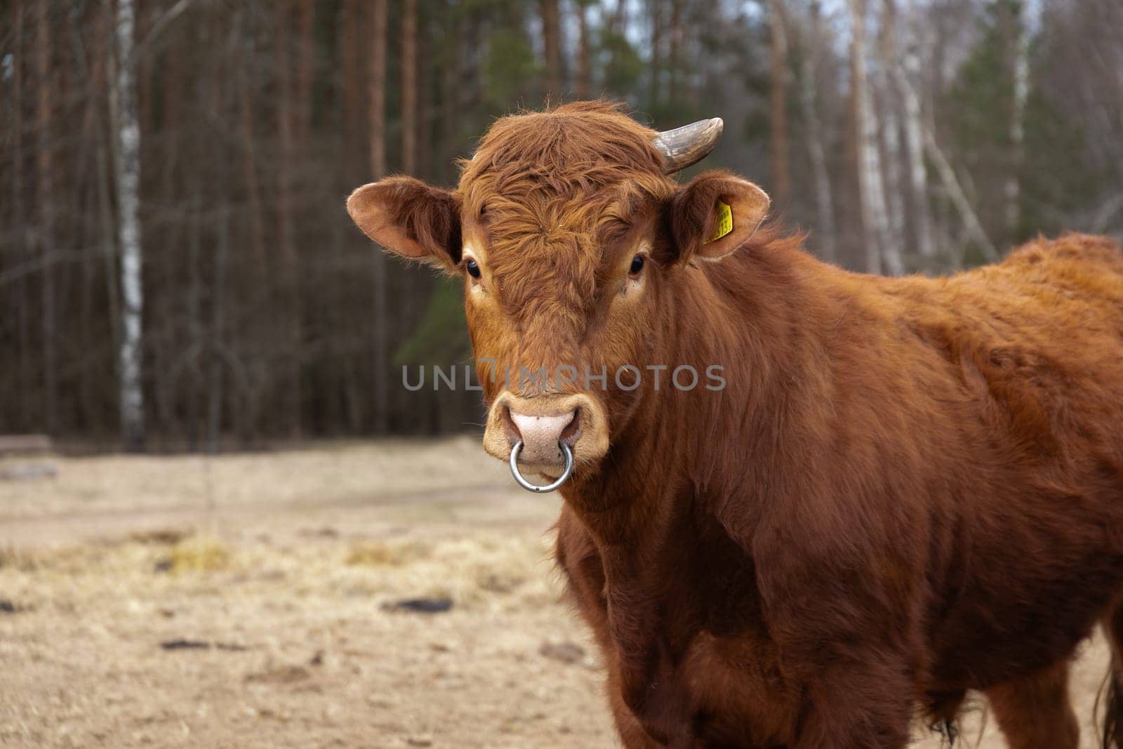 A single brown cow standing stoically on top of a vast dirt field under the clear sky on a sunny day.