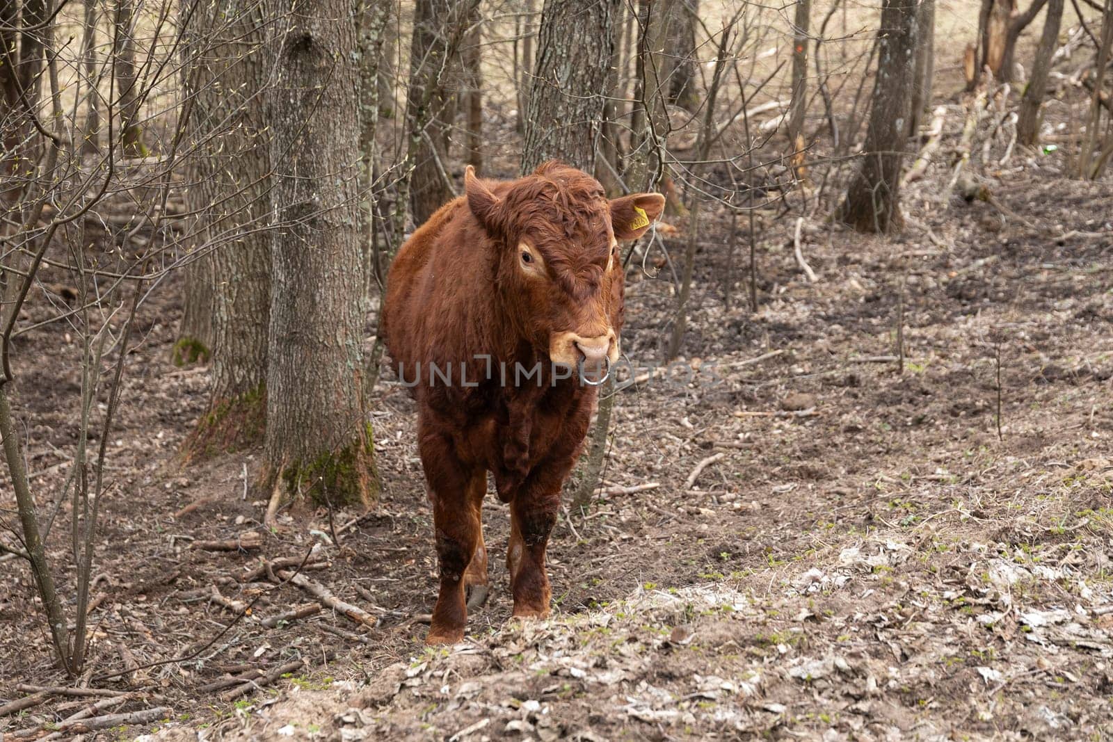 A brown cow is standing in the middle of a dense forest, surrounded by trees and foliage. The cow seems to be grazing on the grassy ground, with a curious expression on its face.